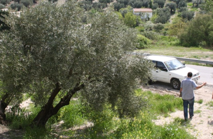 Seguimiento semanal de fenología en olivares de Córdoba